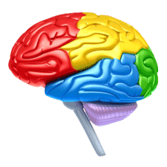 Drawing of the human brain with lobes colored in