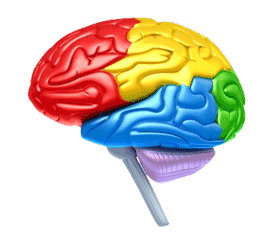 Drawing of the human brain with lobes colored in