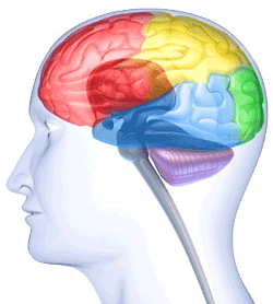 3d Drawing of head and brain in reds yellows blue green and purple