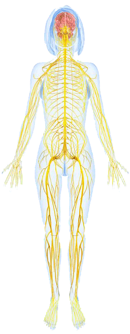 Drawing of female nervous system related to spinal health and nervous system health