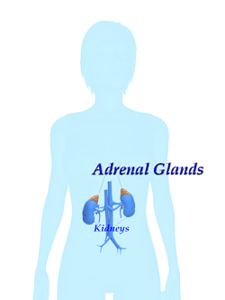 Drawing in teal Blue of person with kidneys and adrenal glands noted