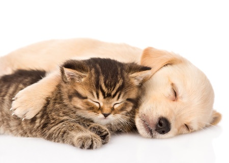 Cat and dog sleeping together for CHC 404 error page
