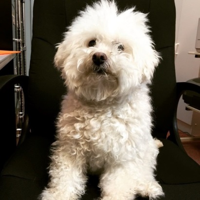 Picture of Marcel the white fluffy dog mascot of Cherubino Health Center