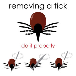 Diagram on how to appropriately remove a tick