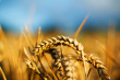 closeup photo of wheat stalk