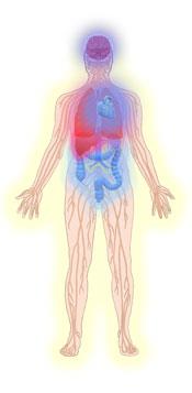 Energy-Medicine-Report-mid energy imbalance Drawing of persons nervous system with liver problems