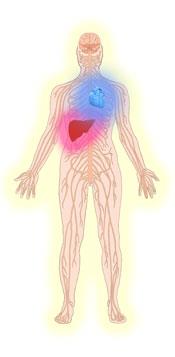 Energy-Medicine-Report-organ dysfunction Drawing of persons nervous system with heart and liver problems