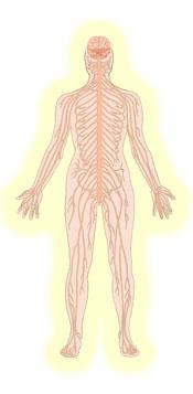 Energy-Medicine-Report-spine healthy Healthy nervous system drawing in yellow