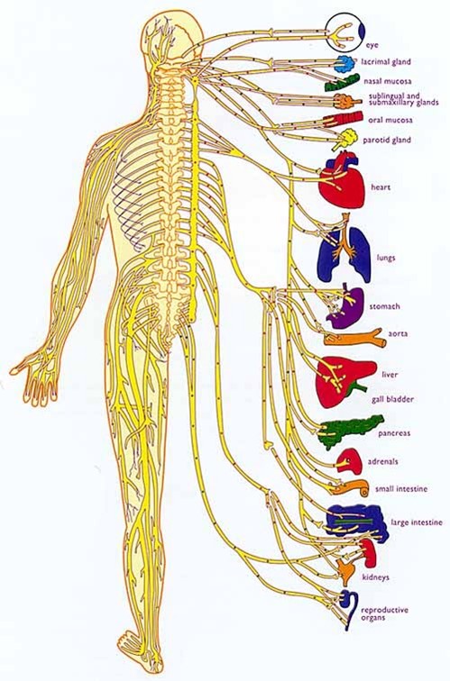 visceral innervation chart drawing