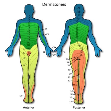 Drawing of Dermatomes in color to demonstrate The Body Electric