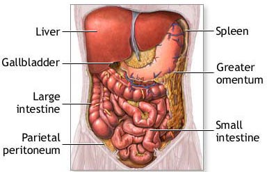 Abdominal anatomy drawing